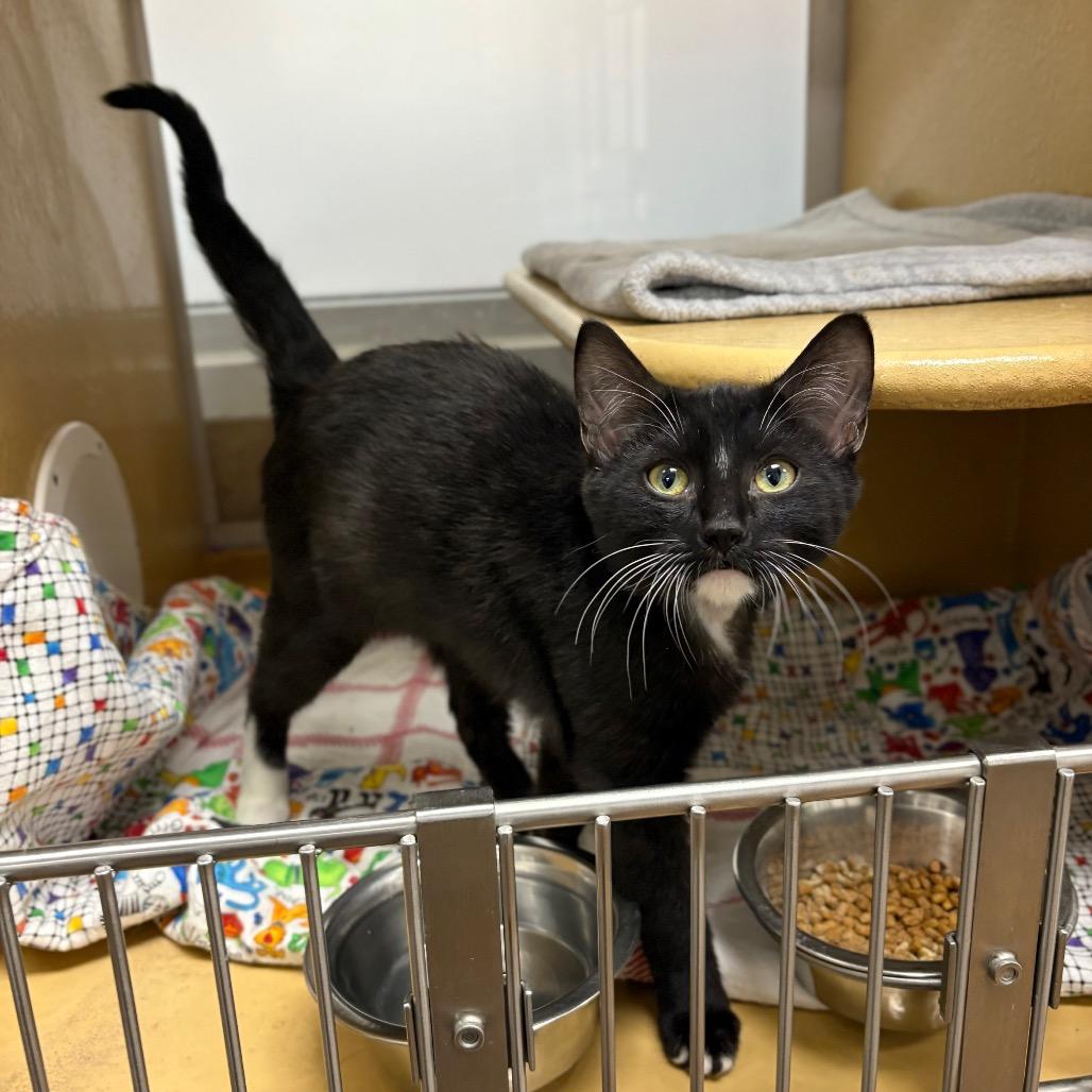 Tonka, Adoptable, Kitten Male Domestic Medium Hair.