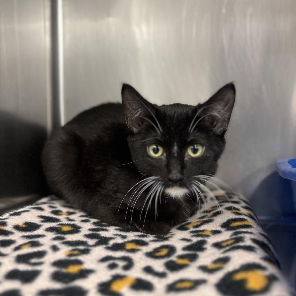 Tonka, Adoptable, Kitten Male Domestic Medium Hair.