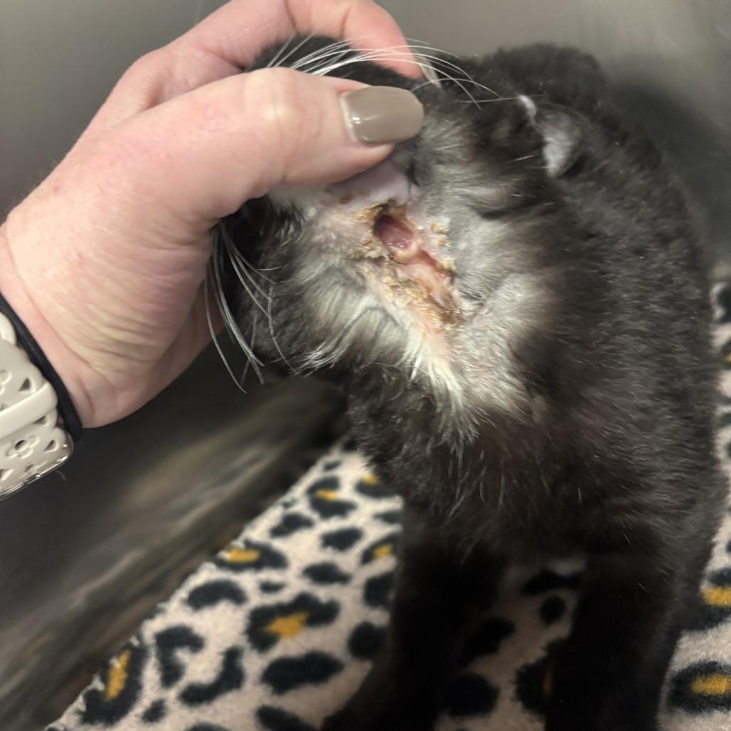 Enlarge Tonka, a Adoptable Domestic Medium Hair in Spokane, WA image 2/2