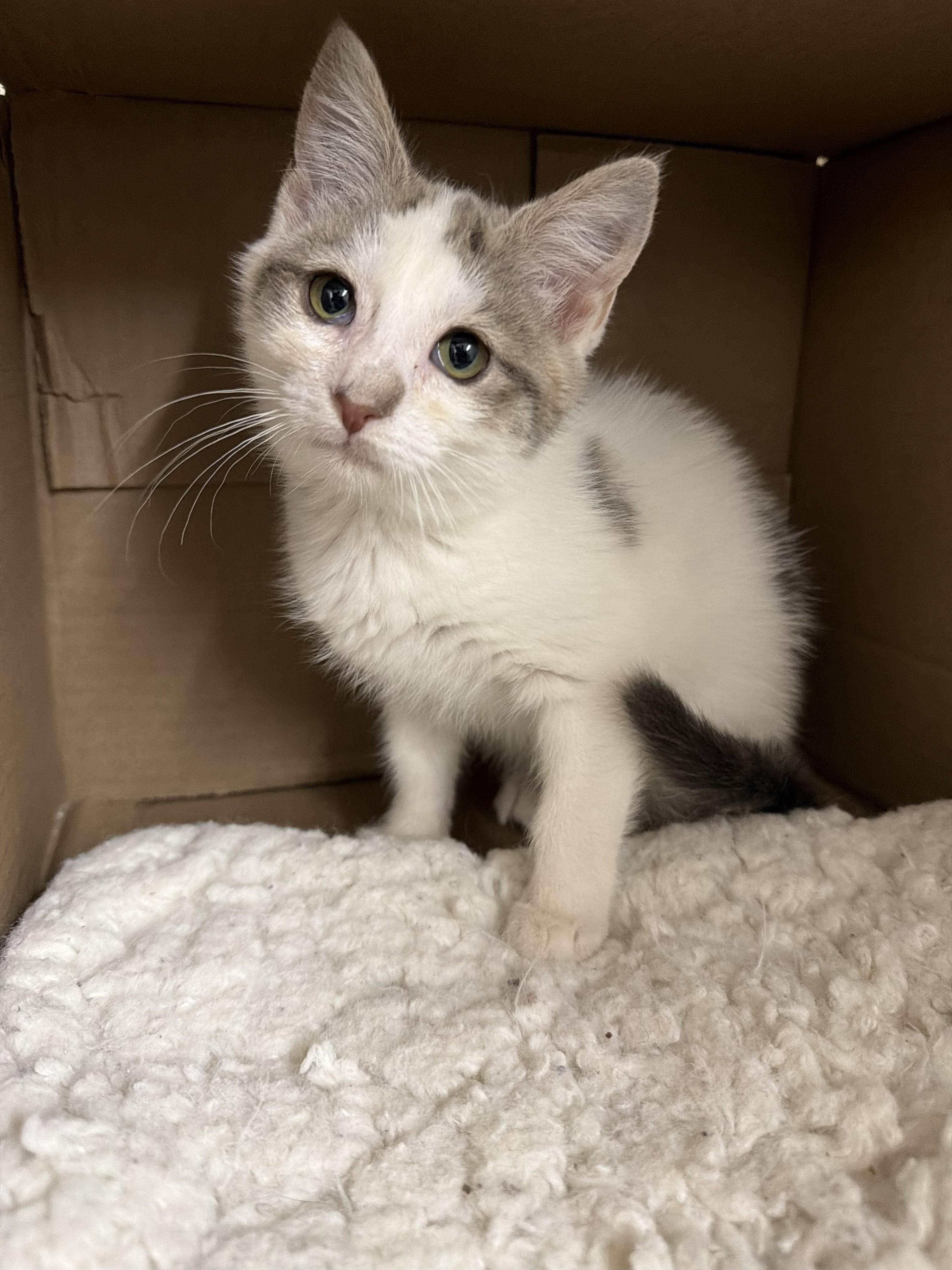Kya, ADOPTABLE, Kitten Female Domestic Short Hair.