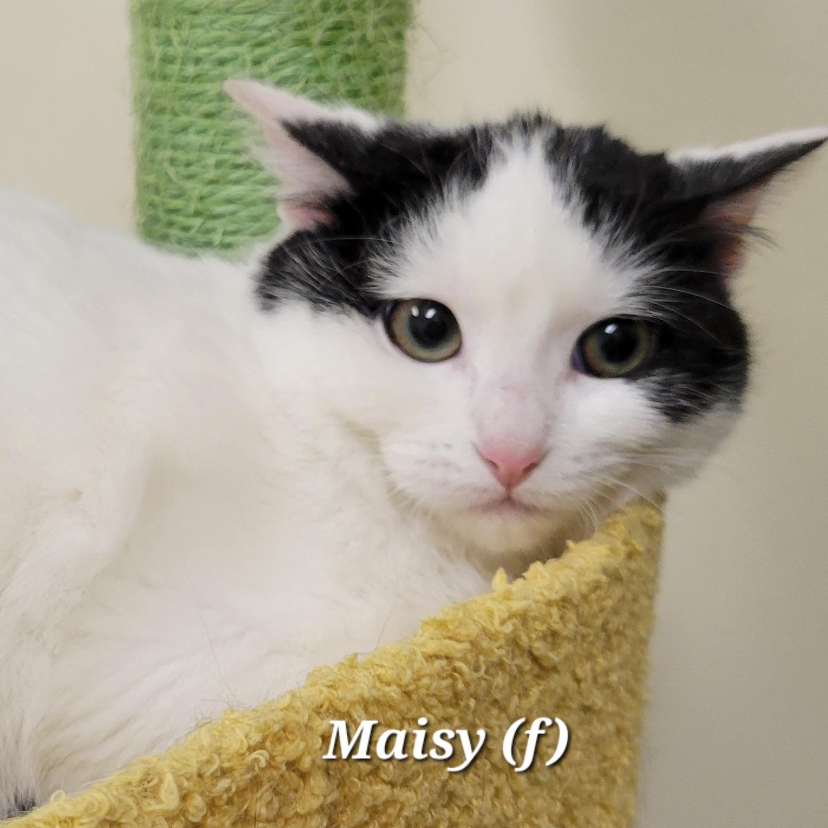 Enlarge Maisy, a Adoptable Domestic Short Hair in Mazon, IL image 1/1