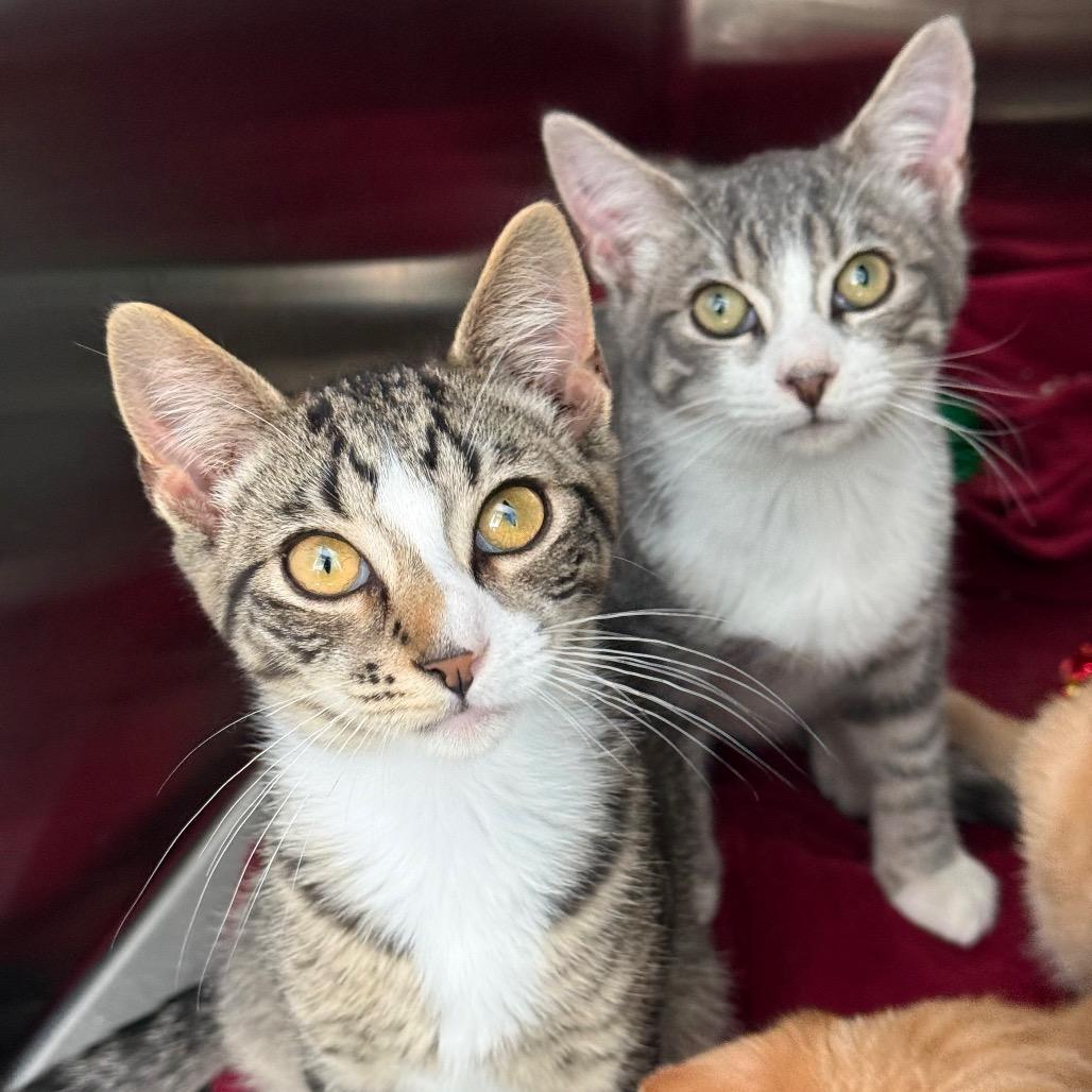 Churro, Adoptable, Kitten Male Domestic Short Hair.