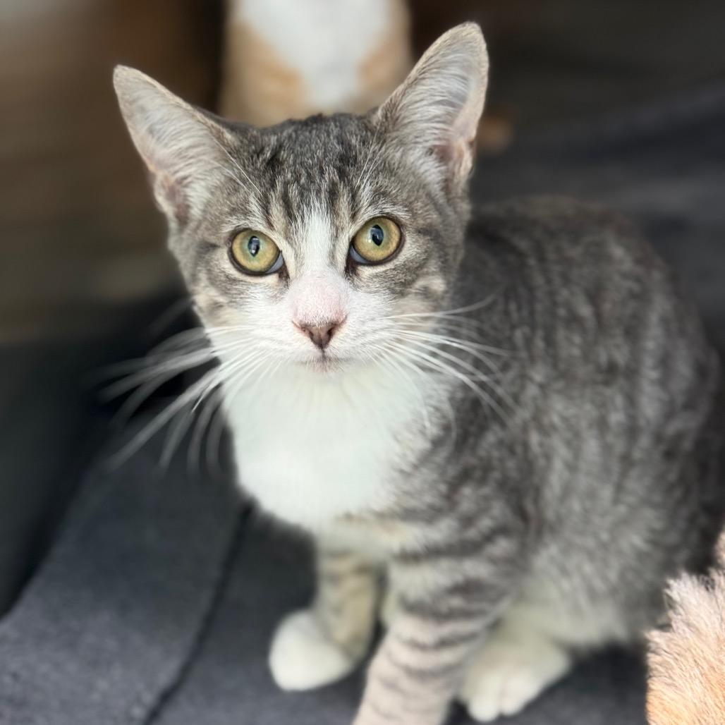 Churro, a Adoptable Domestic Short Hair in New Fairfield, CT image 2/6