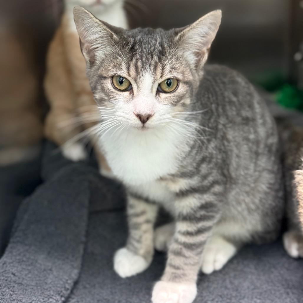 Churro, a Adoptable Domestic Short Hair in New Fairfield, CT image 3/6