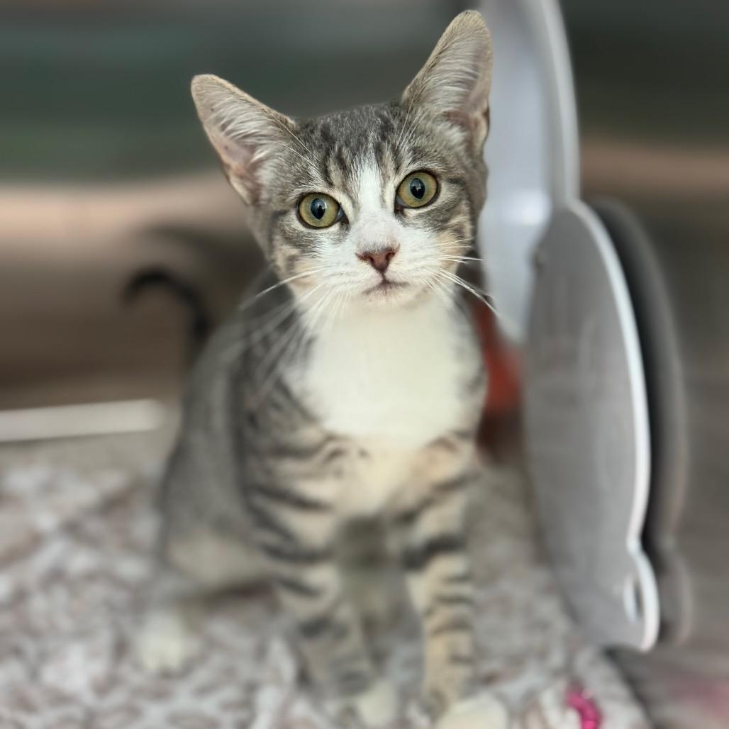 Churro, a Adoptable Domestic Short Hair in New Fairfield, CT image 4/6