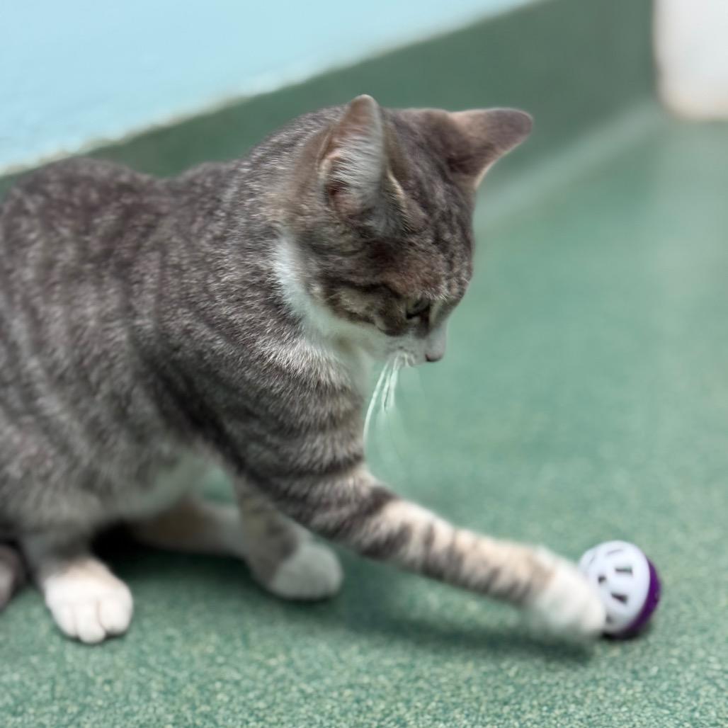 Churro, a Adoptable Domestic Short Hair in New Fairfield, CT image 5/6
