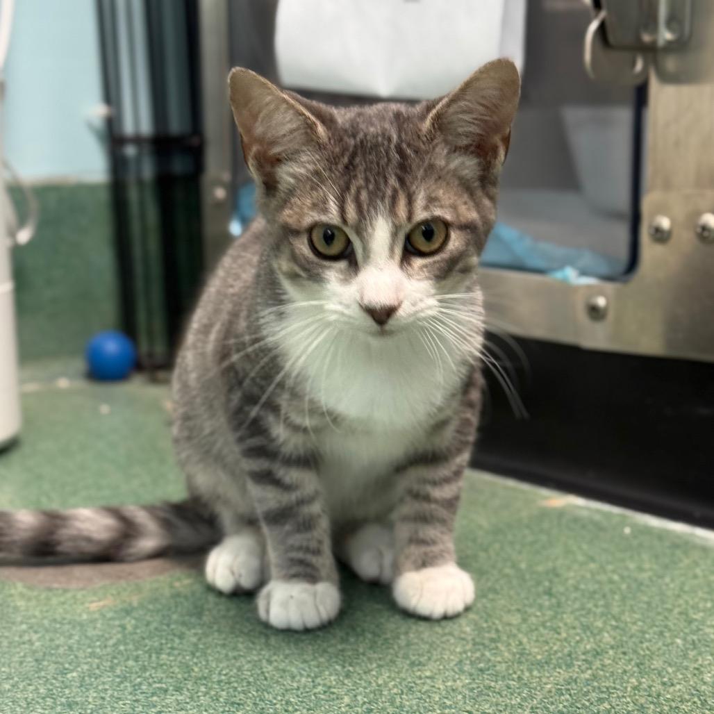 Churro, a Adoptable Domestic Short Hair in New Fairfield, CT image 6/6