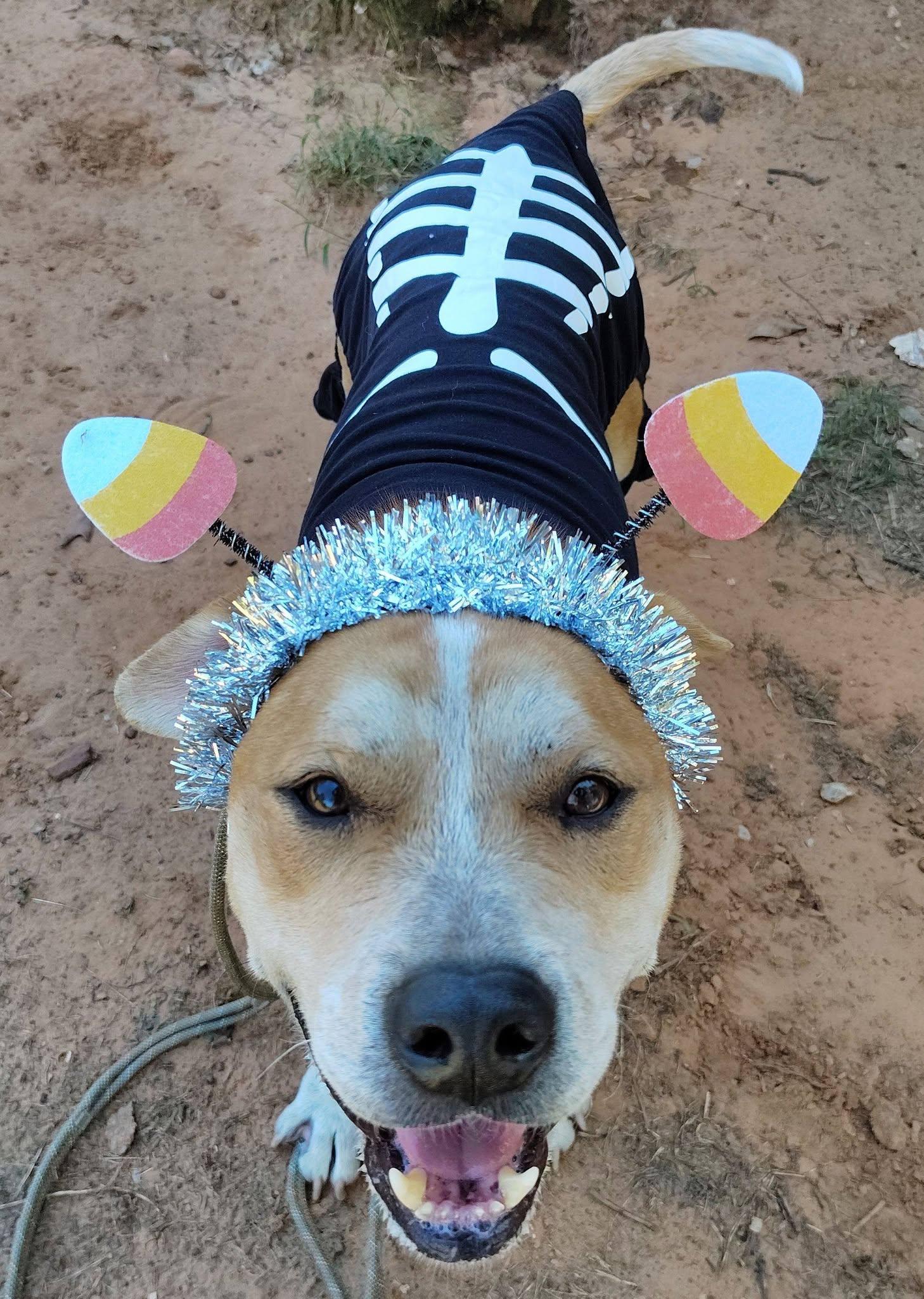 Trooper, Adoptable, Adult Male American Bulldog.