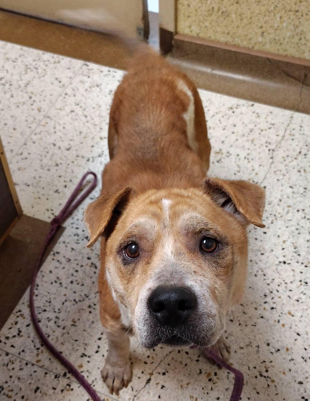 Enlarge Trooper, a Adoptable mixed breed in Oklahoma City, OK image 2/3