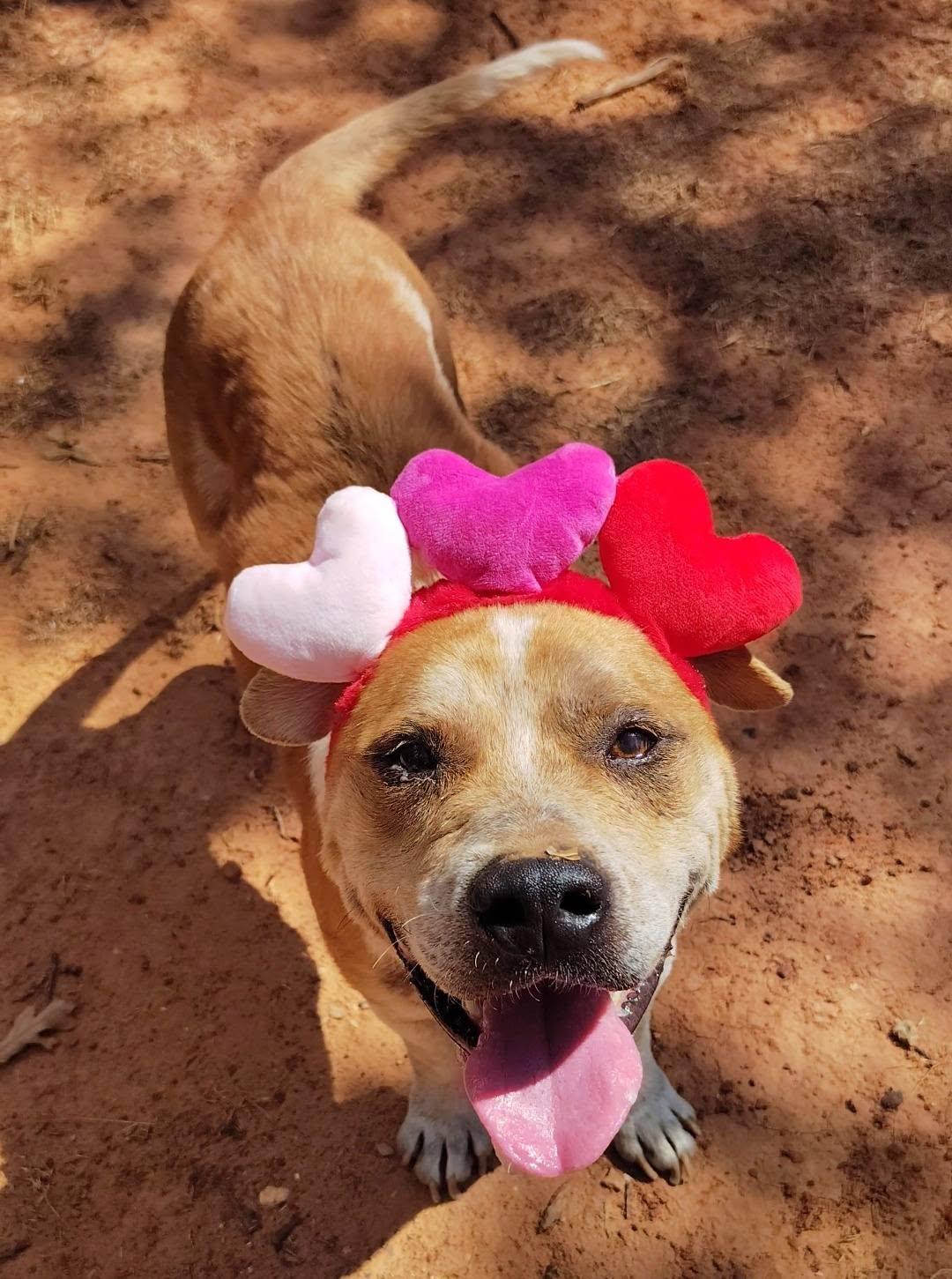 Enlarge Trooper, a Adoptable mixed breed in Oklahoma City, OK image 3/3
