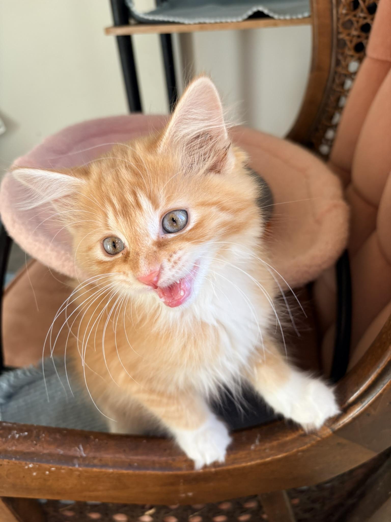 Enlarge Ricotta - In Foster, a Adopted Domestic Long Hair in Kalamazoo, MI image 3/3