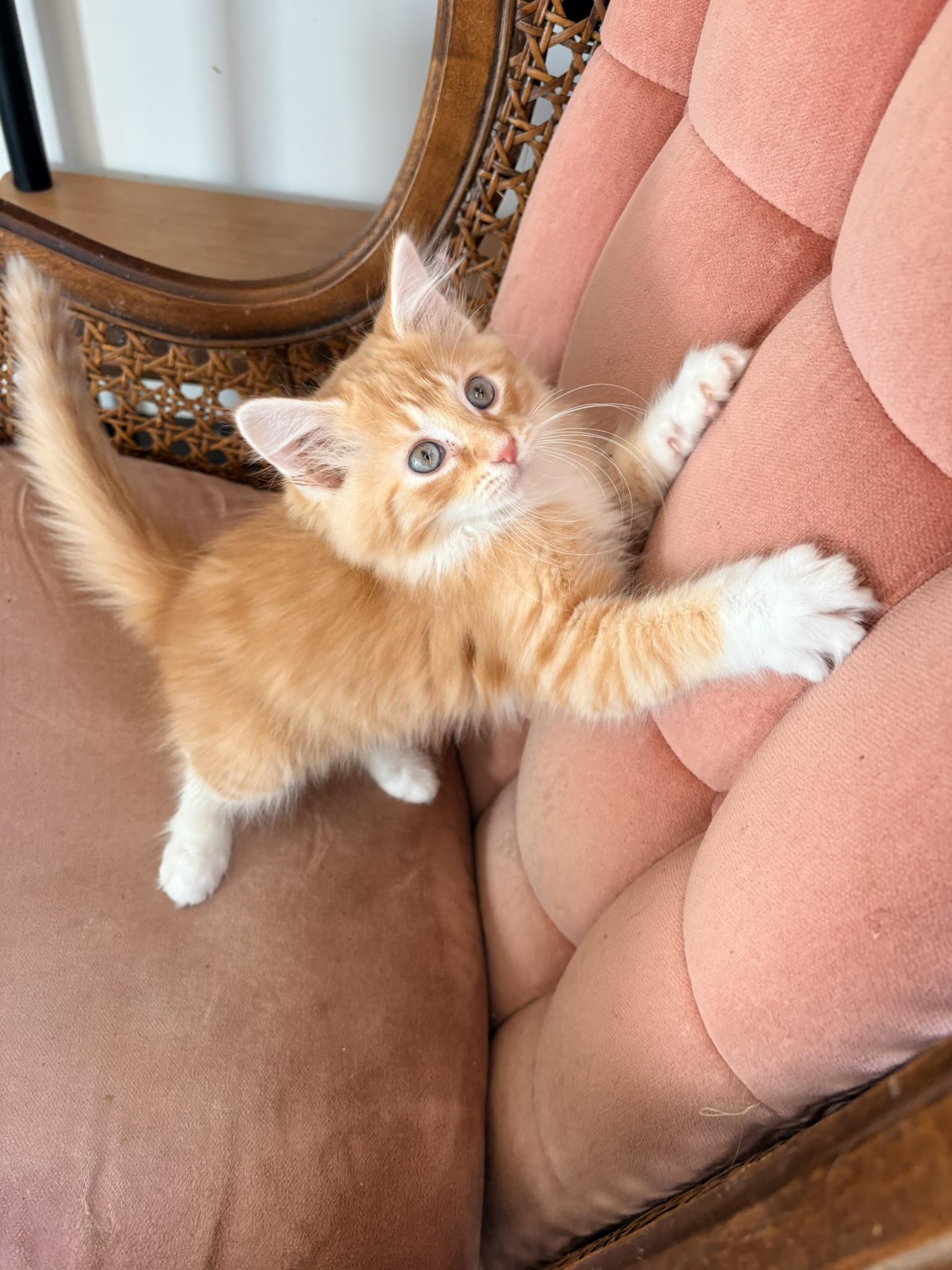 Ricotta - In Foster, Adopted, Kitten Male Domestic Long Hair.