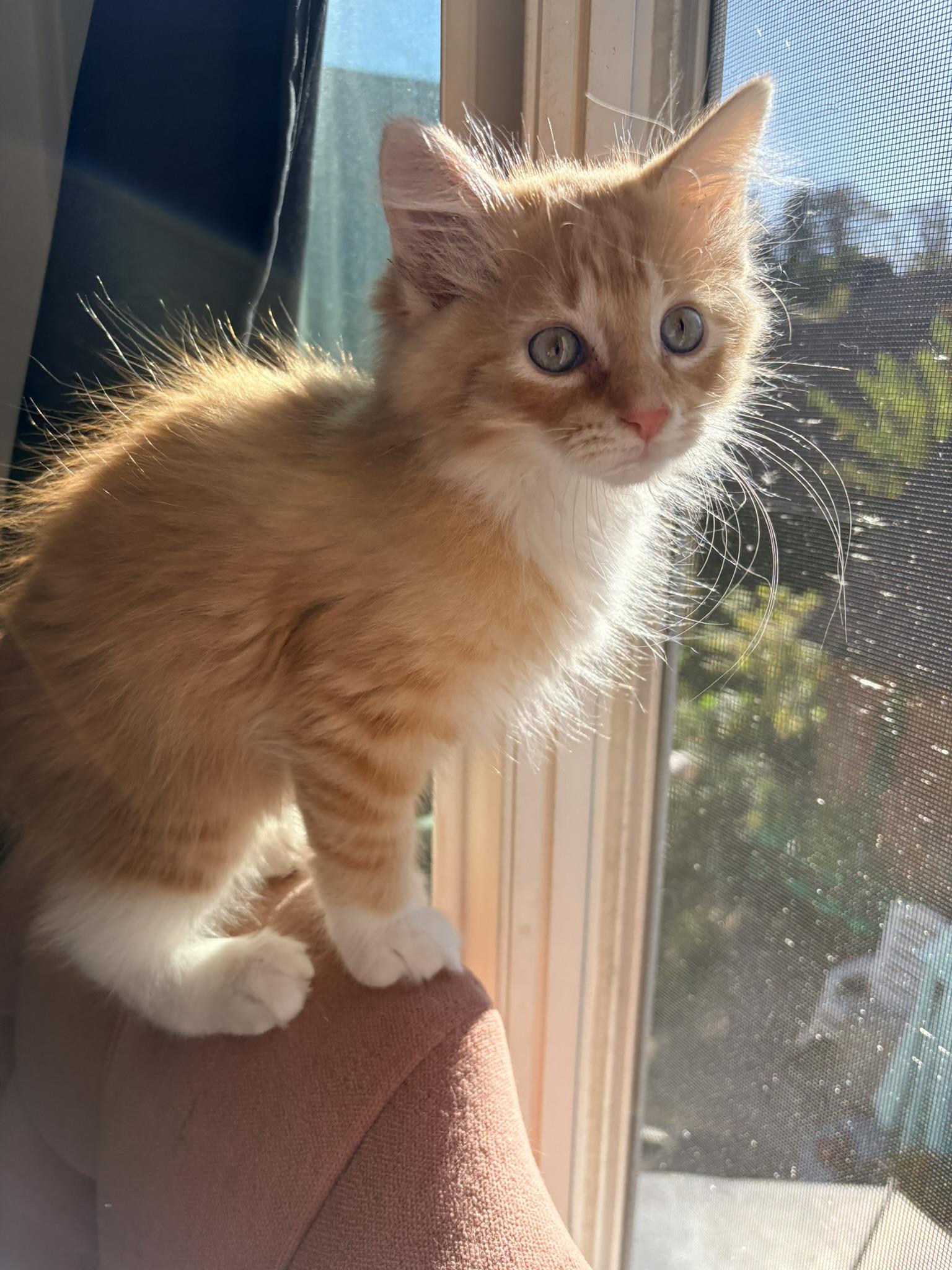 Enlarge Ricotta - In Foster, a Adopted Domestic Long Hair in Kalamazoo, MI image 2/3