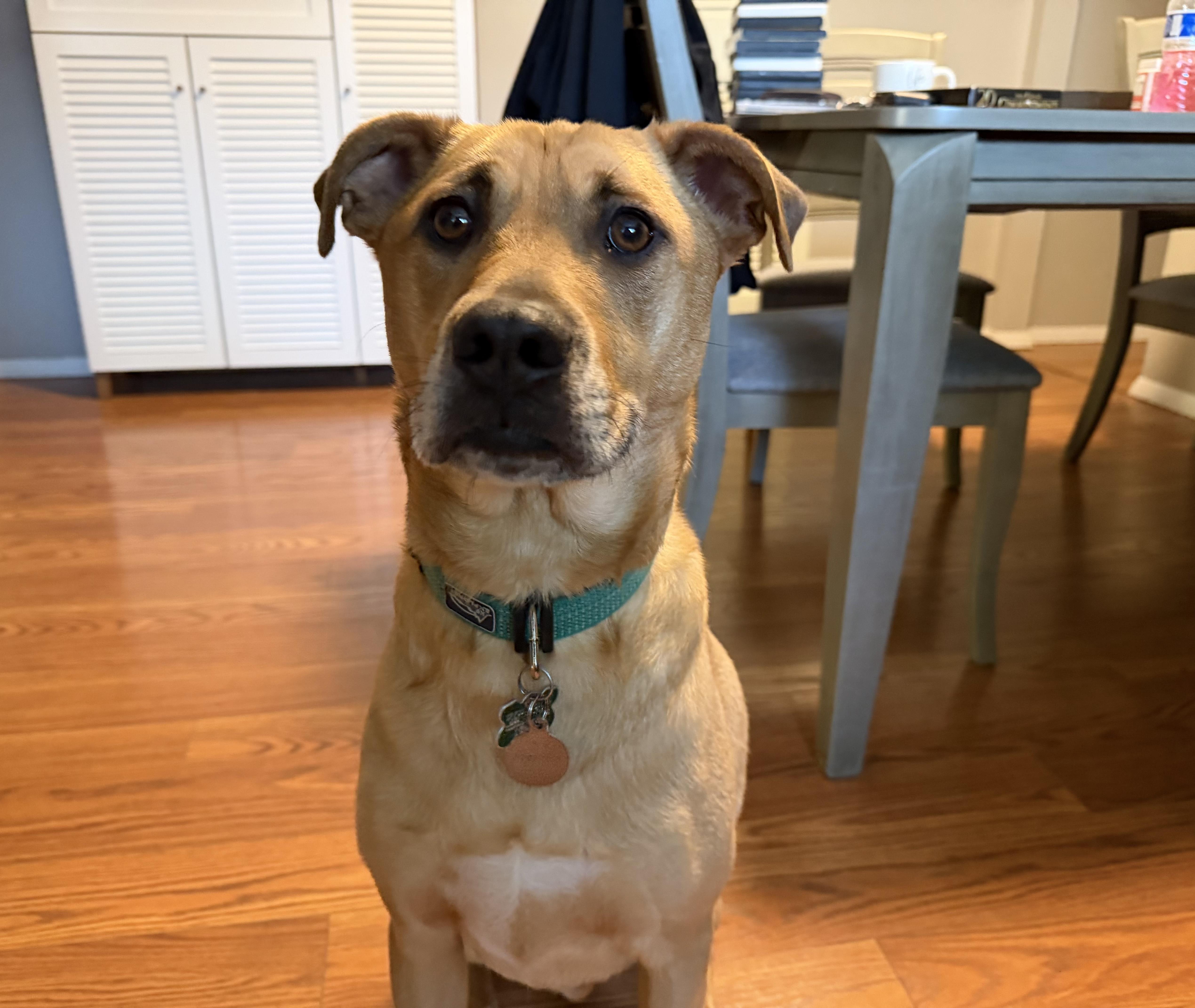 Brewer, a ADOPTABLE mixed breed in Aurora, IL image 1/6