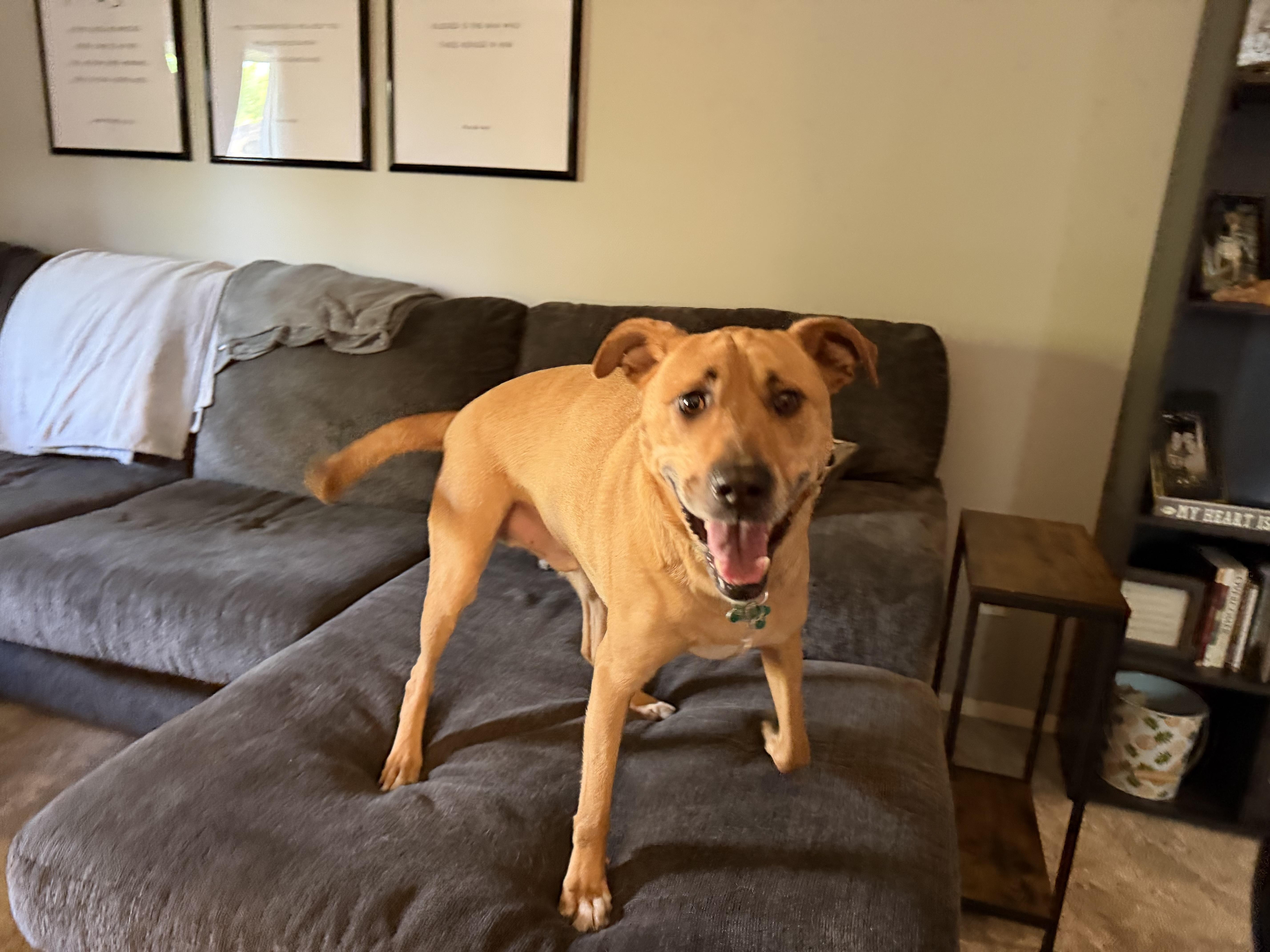 Brewer, a ADOPTABLE mixed breed in Aurora, IL image 2/6