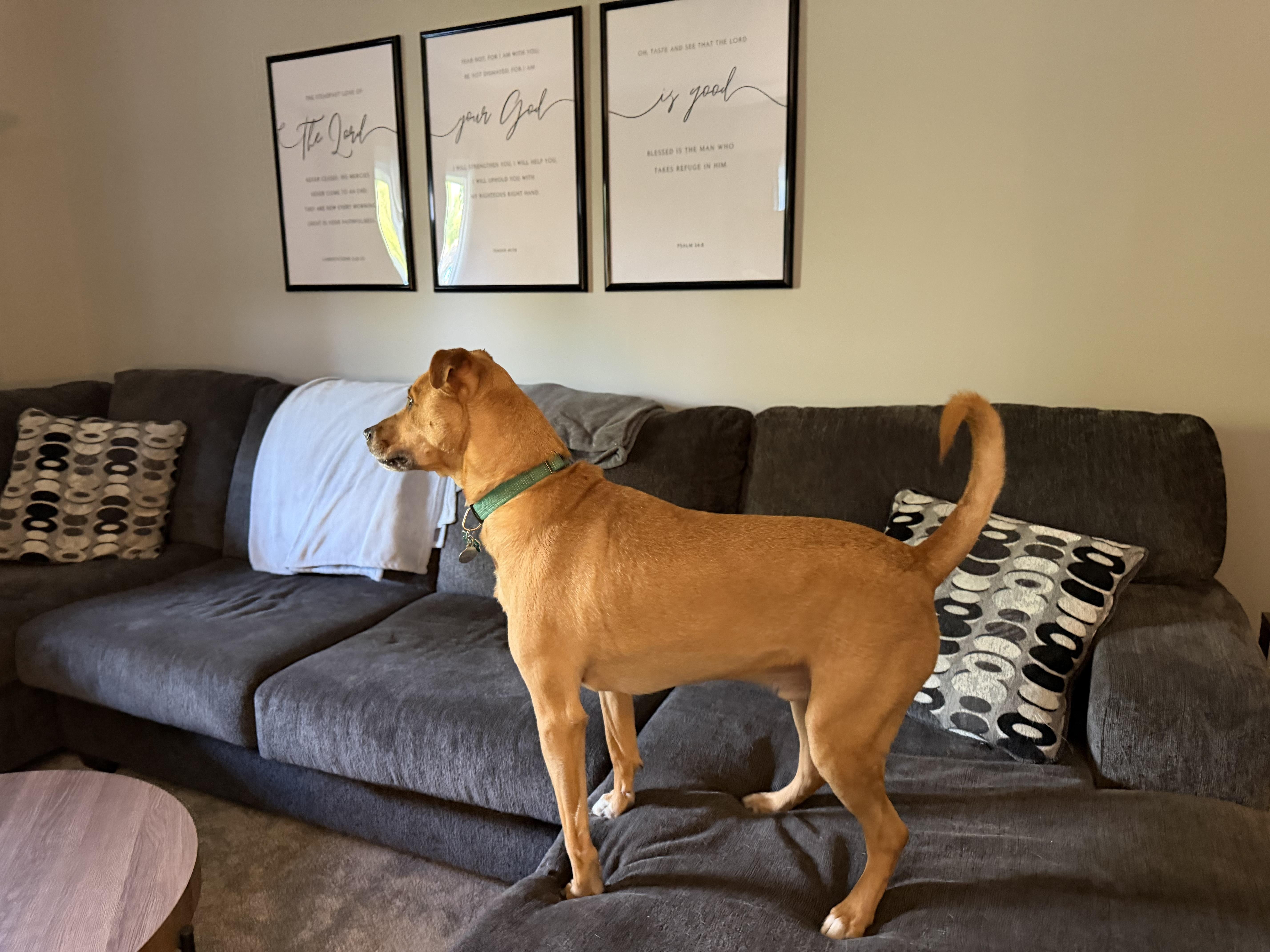 Brewer, a ADOPTABLE mixed breed in Aurora, IL image 5/6