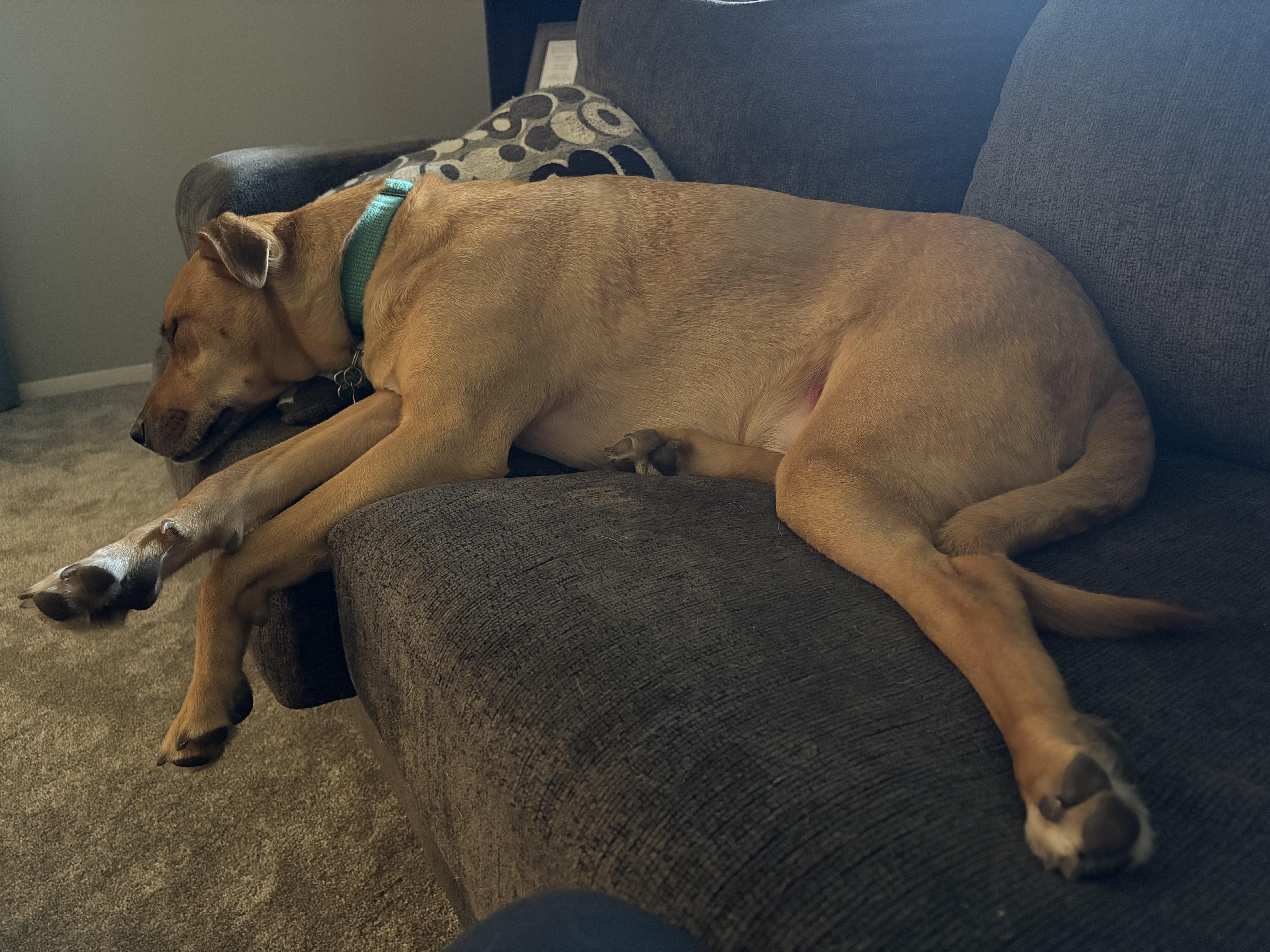 Brewer, a ADOPTABLE mixed breed in Aurora, IL image 4/6