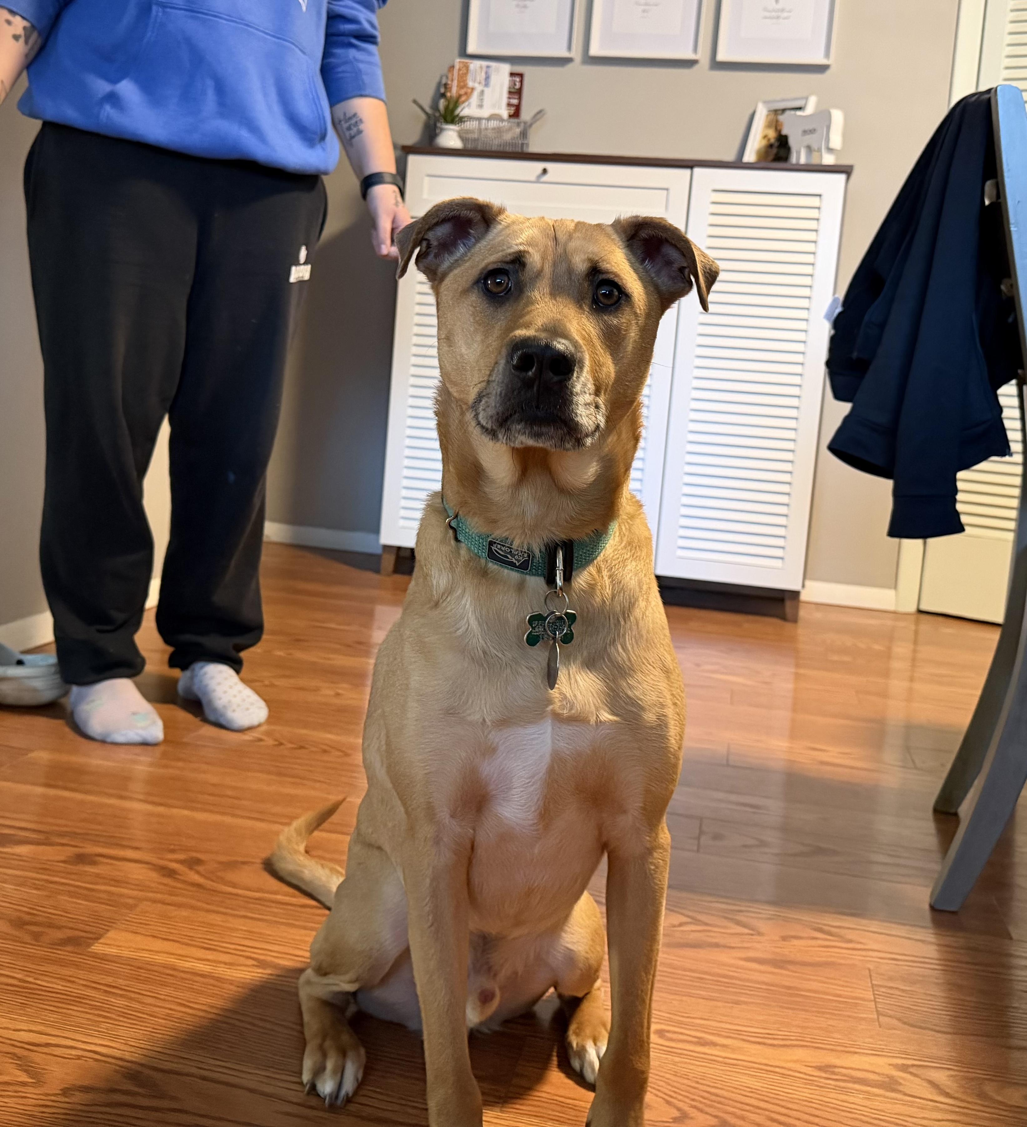 Brewer, a ADOPTABLE mixed breed in Aurora, IL image 3/6