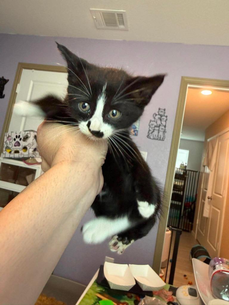 Larkspur, Adoptable, Kitten Male Russian Blue.