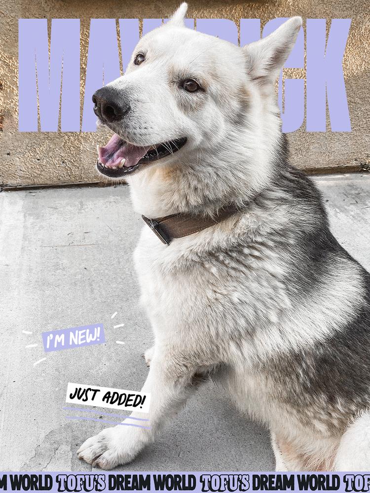 Enlarge Maverick, a Adoptable mixed breed in Los Angeles, CA image 4/6