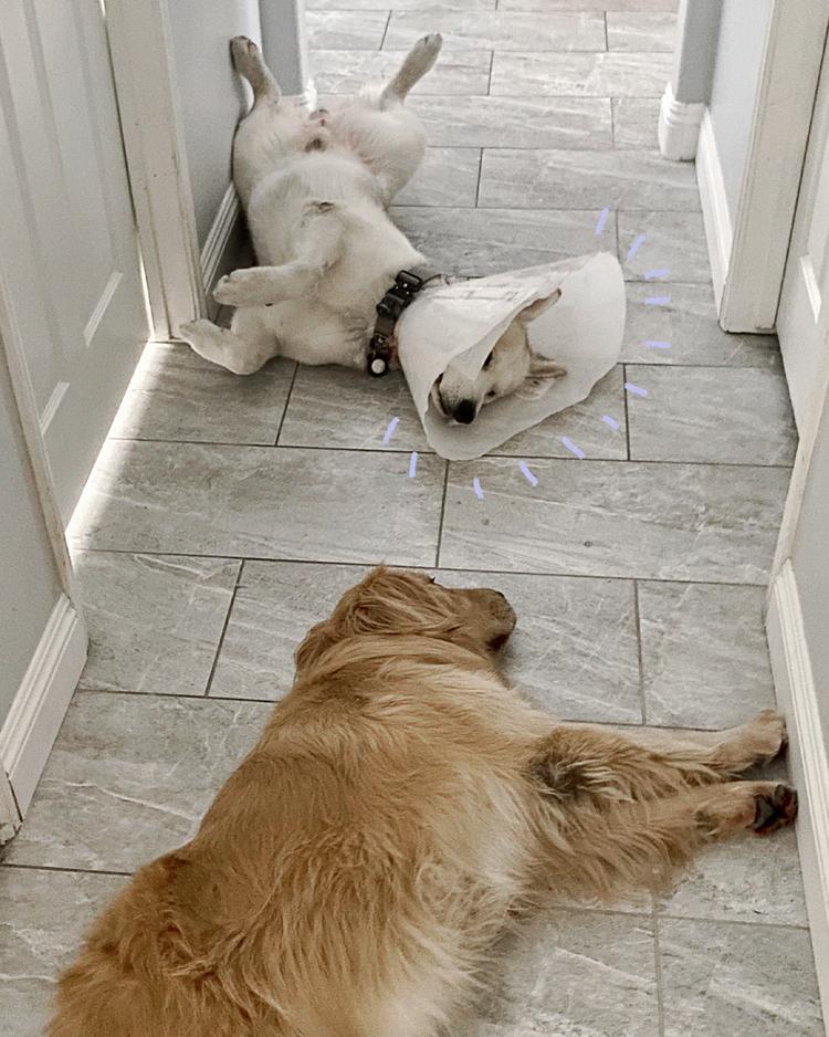 Enlarge Maverick, a Adoptable mixed breed in Los Angeles, CA image 5/6