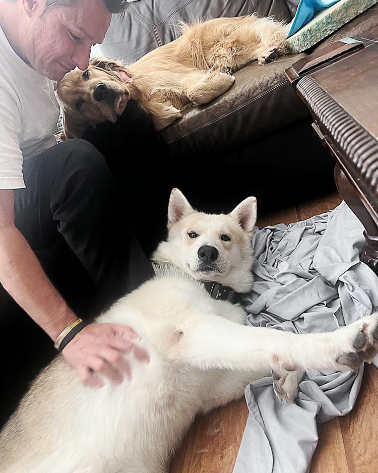 Enlarge Maverick, a Adoptable mixed breed in Los Angeles, CA image 6/6