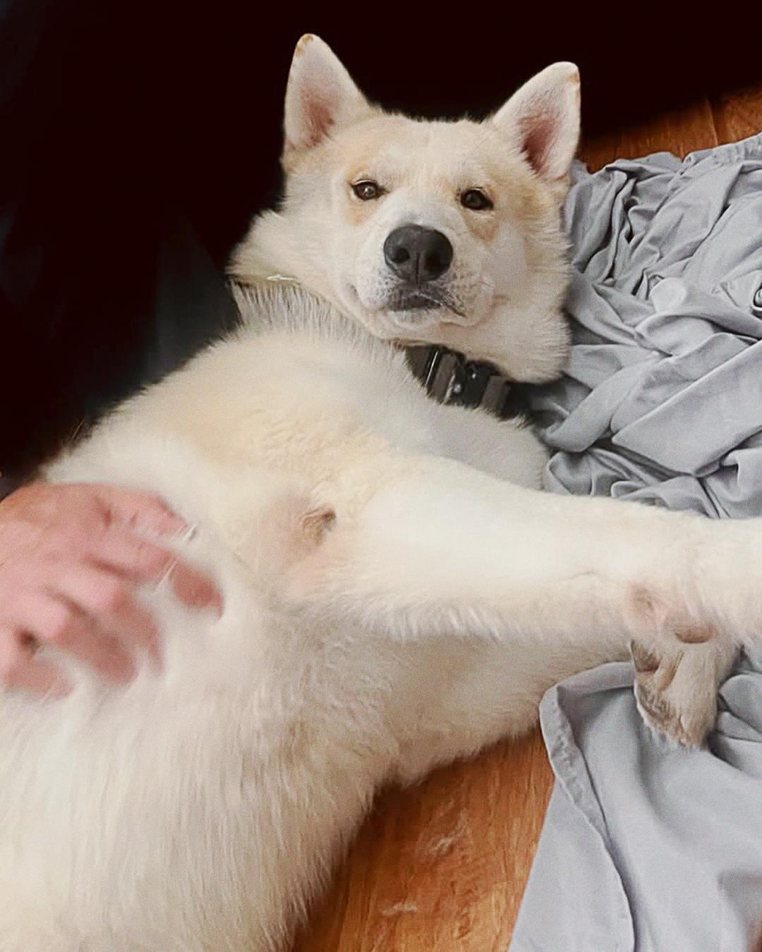 Enlarge Maverick, a Adoptable mixed breed in Los Angeles, CA image 2/6