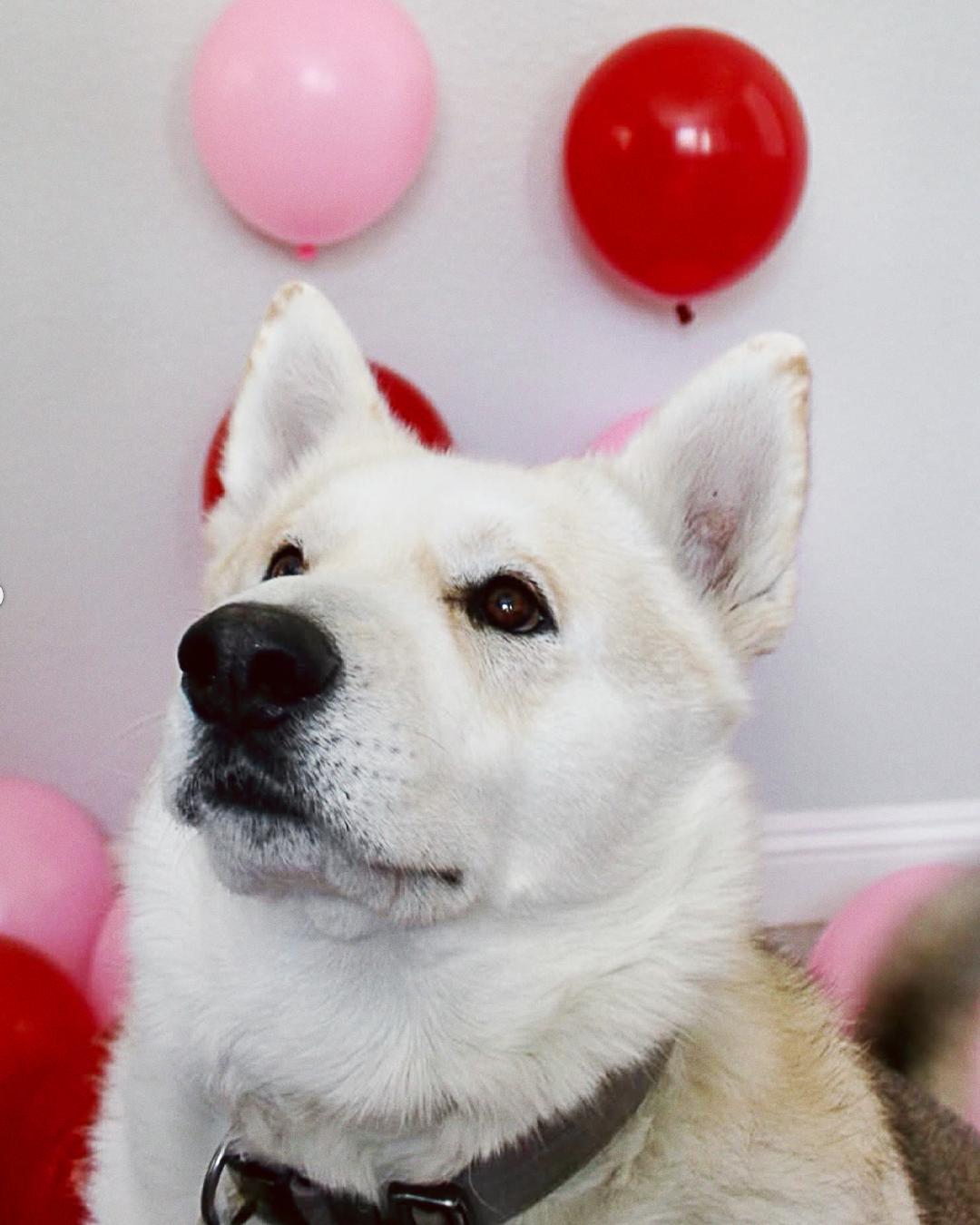 Enlarge Maverick, a Adoptable mixed breed in Los Angeles, CA image 1/6
