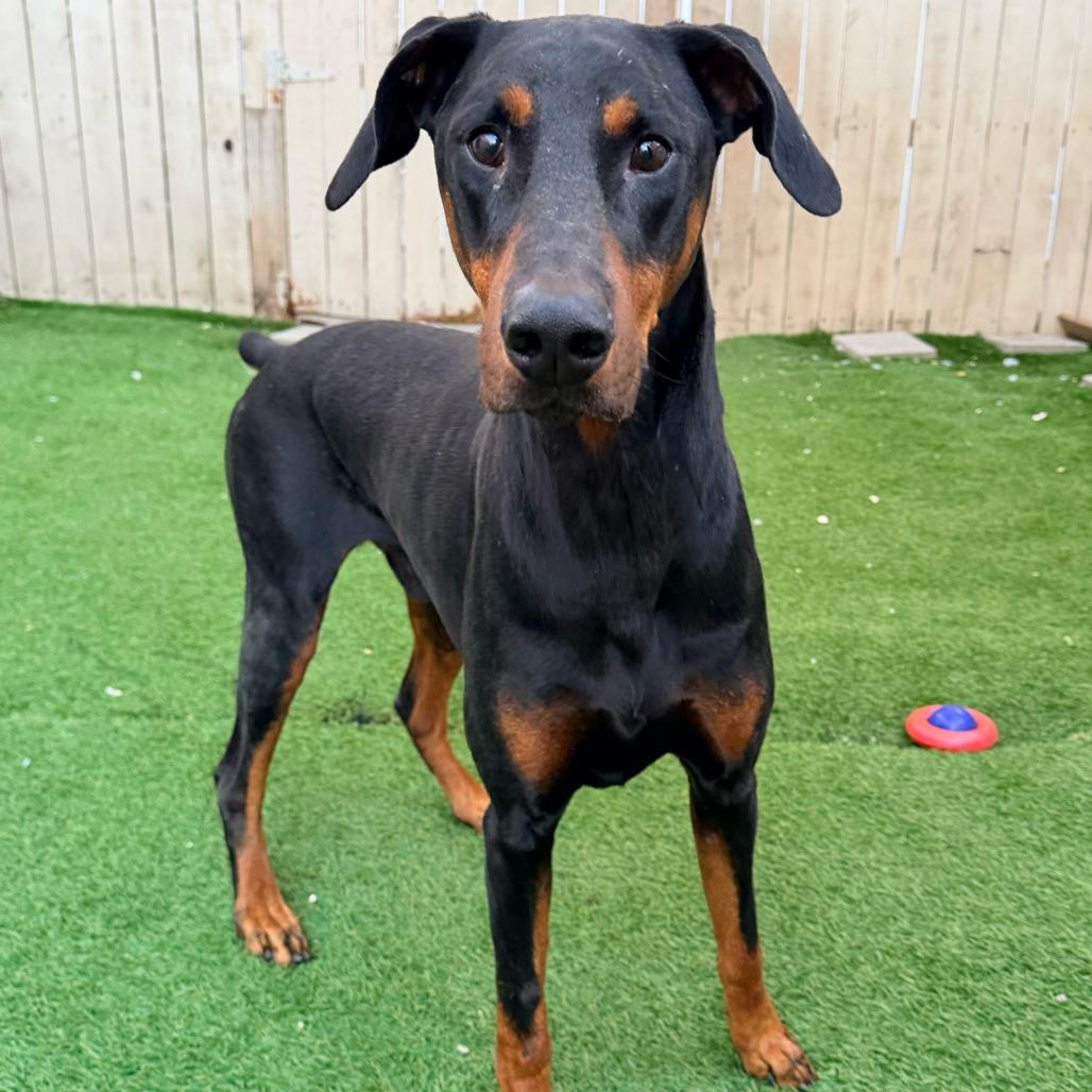 Enlarge Joker (Benefactor Dog), a Adoptable Doberman Pinscher in New Orleans, LA image 1/3