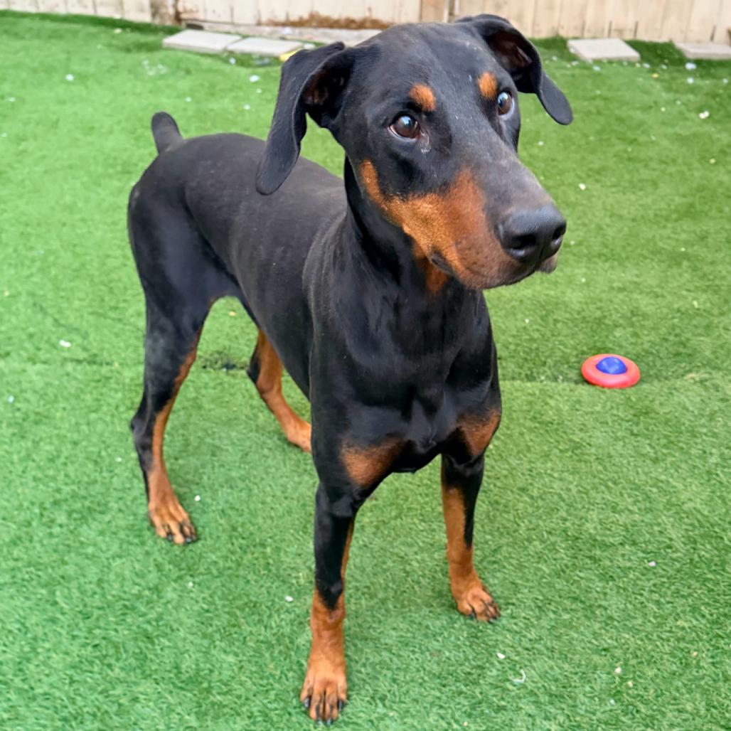 Enlarge Joker (Benefactor Dog), a Adoptable Doberman Pinscher in New Orleans, LA image 2/3