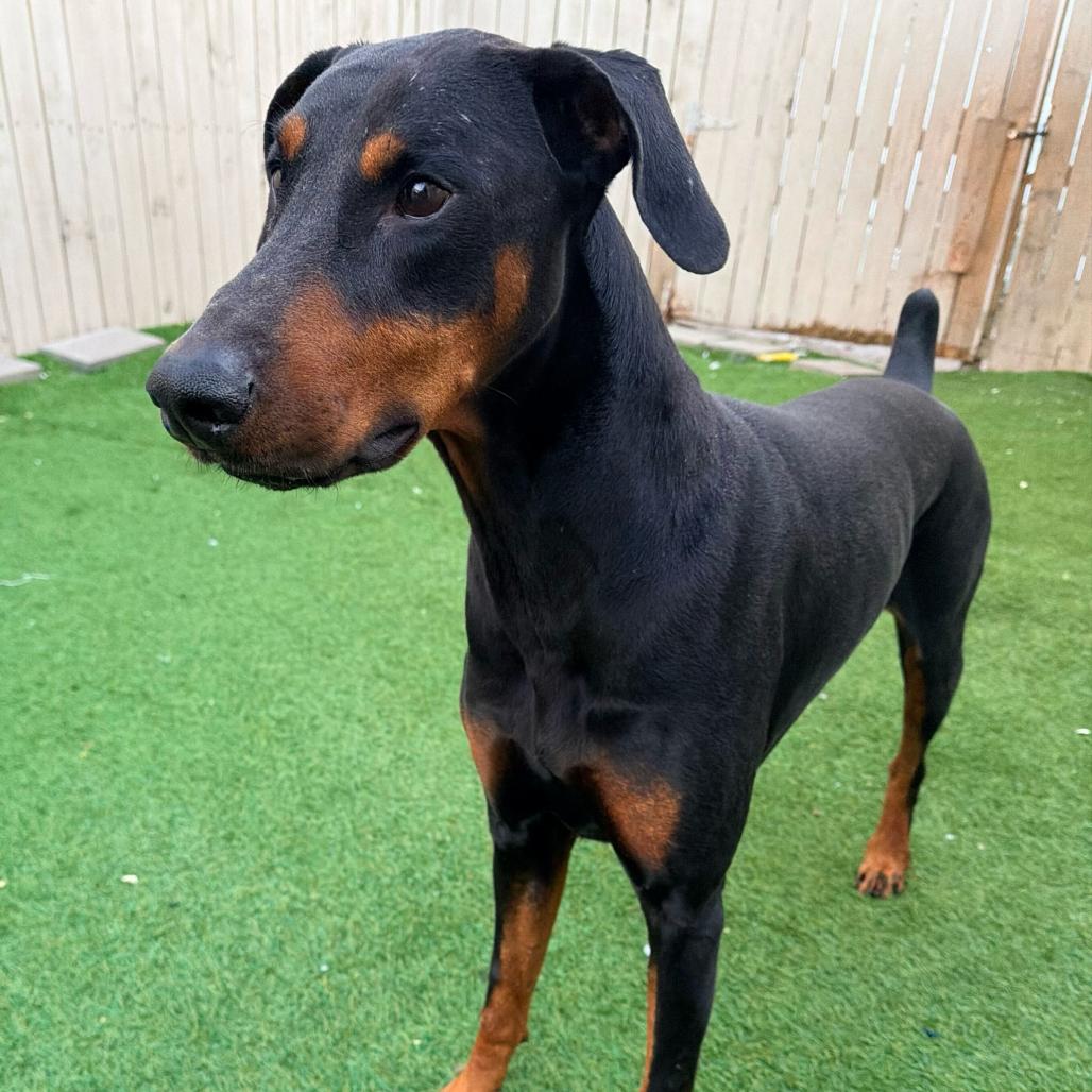 Enlarge Joker (Benefactor Dog), a Adoptable Doberman Pinscher in New Orleans, LA image 3/3