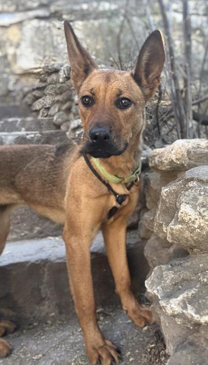 Cypress — thumbnail 2