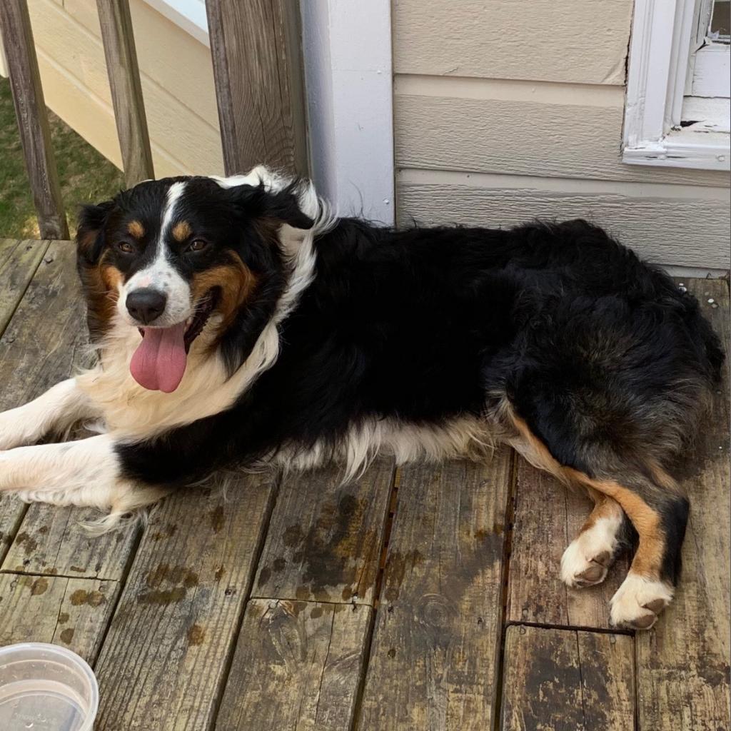 Enlarge Sammy, a Adoptable Australian Shepherd in Birmingham, AL image 1/1