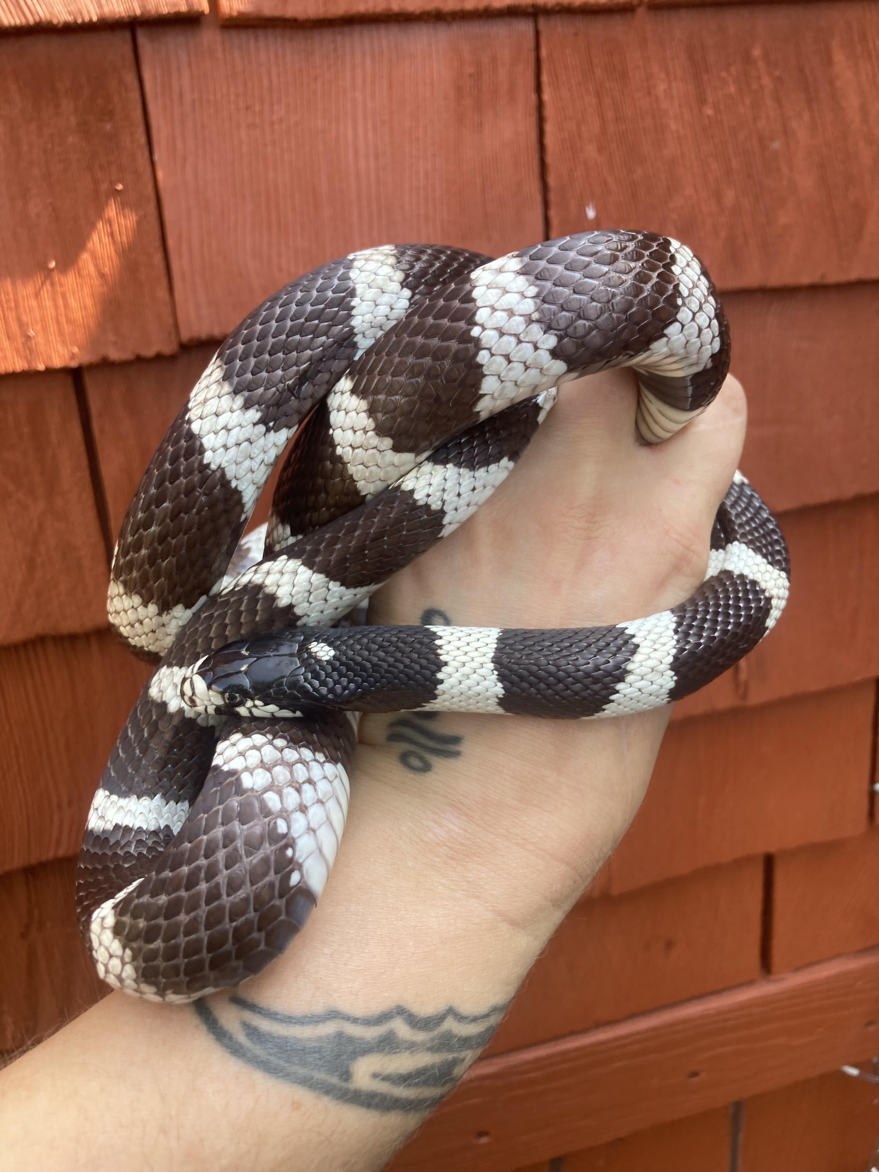 Enlarge Caesar, a Adopted King / Milk in Palmerton, PA image 1/4