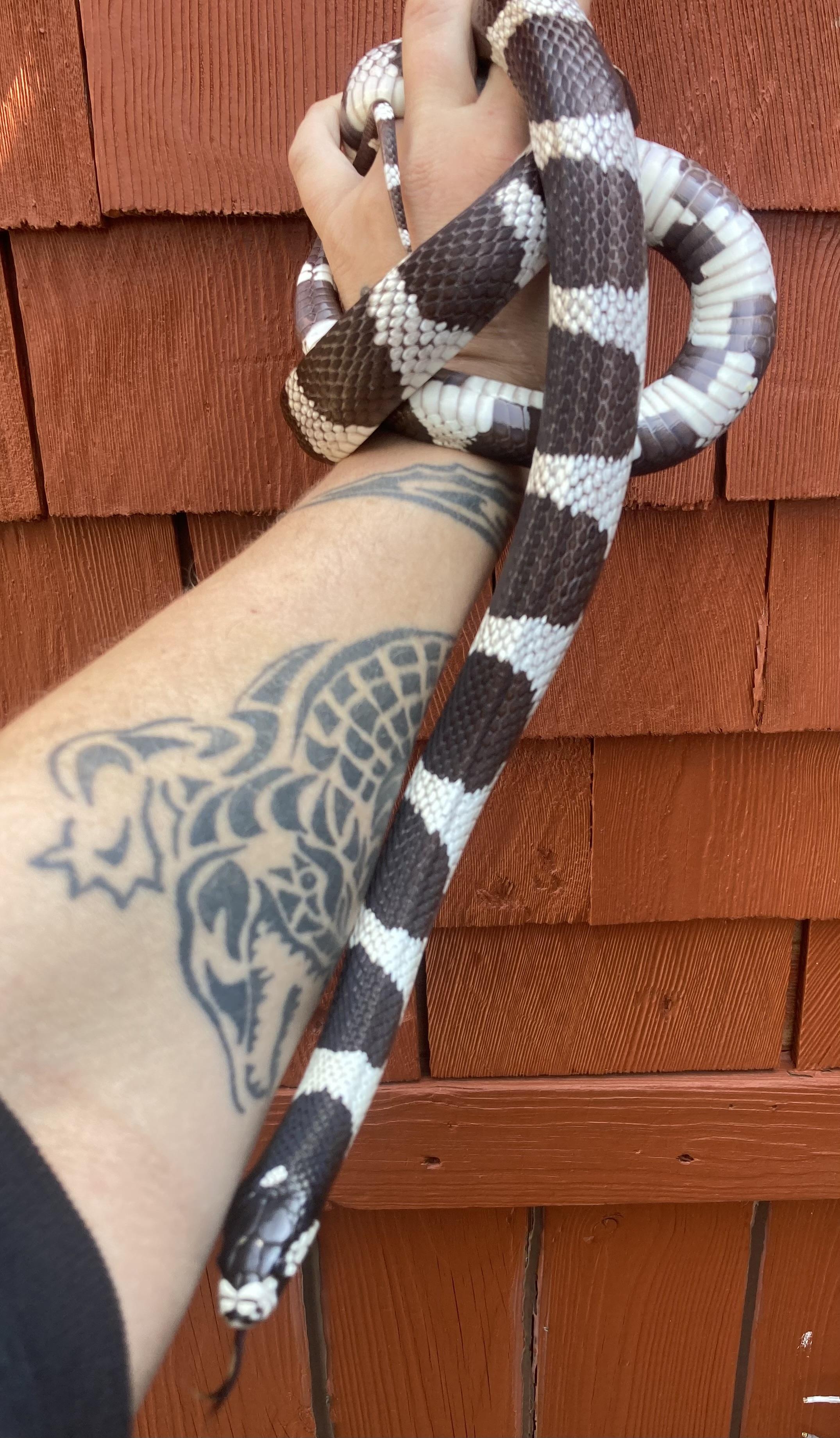 Enlarge Caesar, a Adopted King / Milk in Palmerton, PA image 2/4