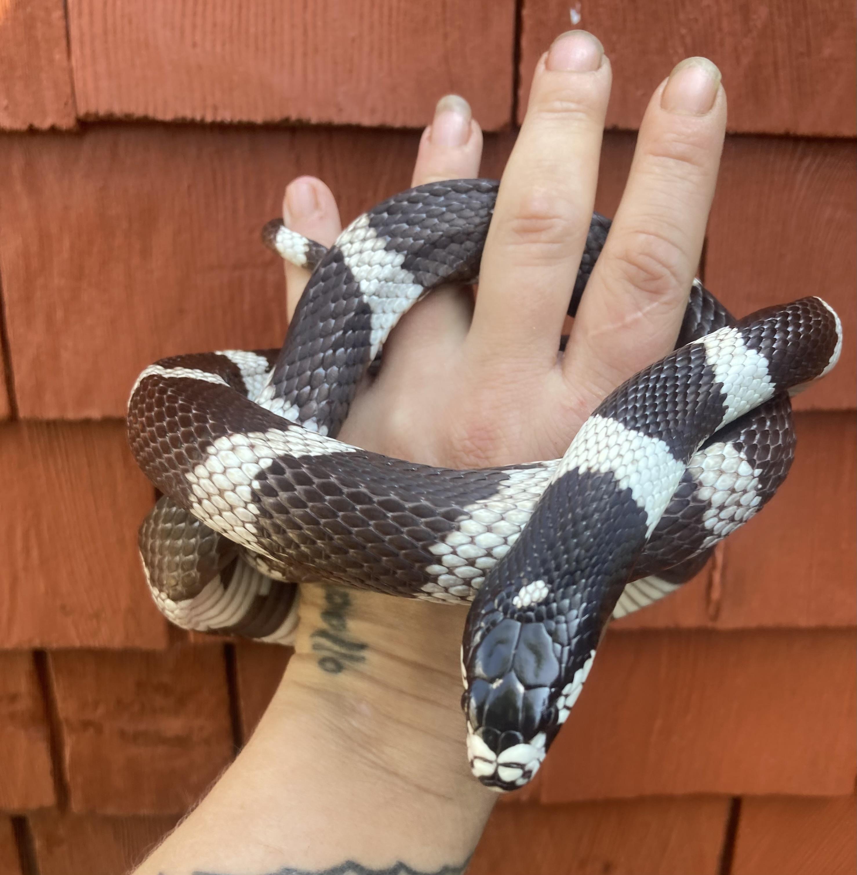 Enlarge Caesar, a Adopted King / Milk in Palmerton, PA image 3/4