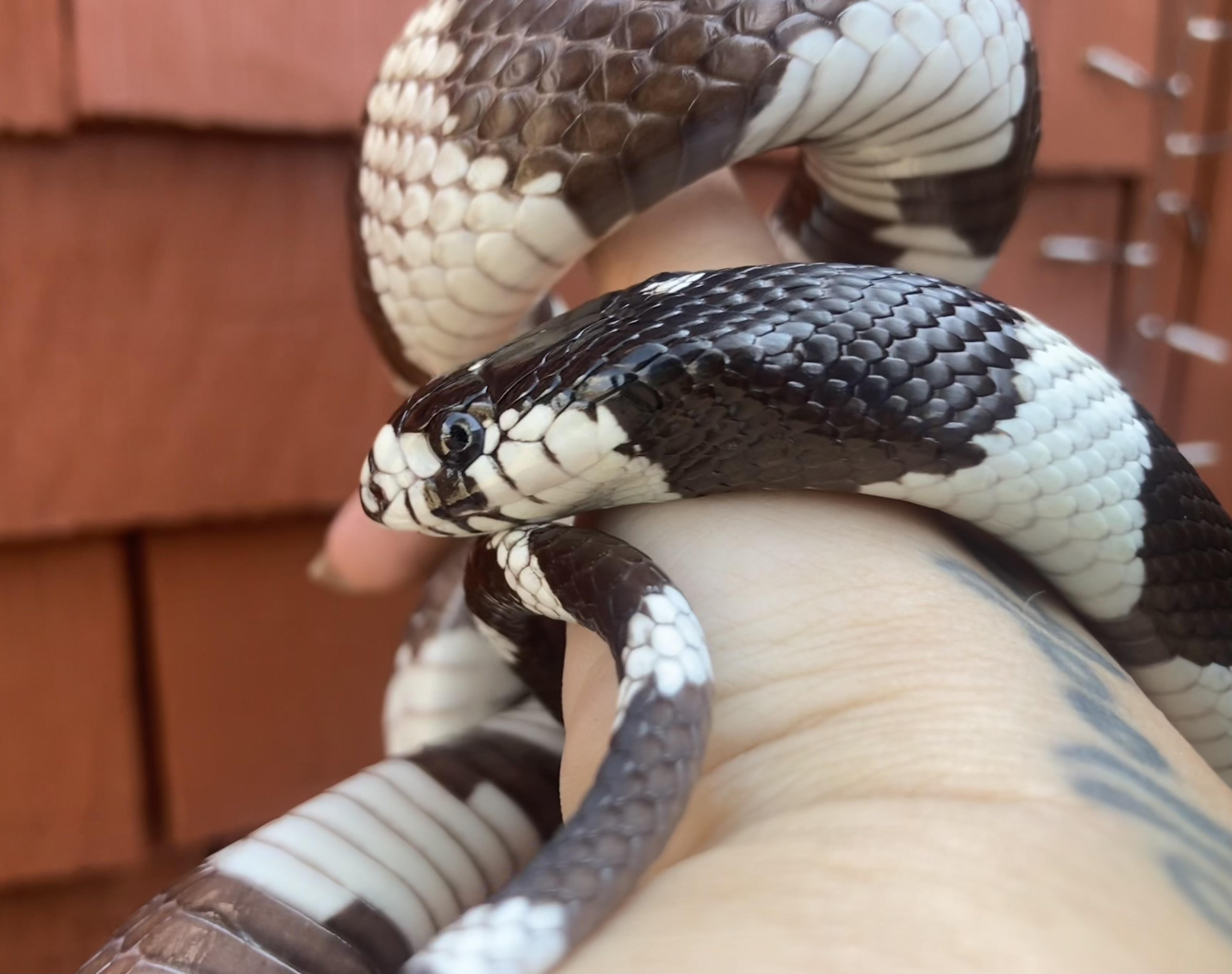 Enlarge Caesar, a Adopted King / Milk in Palmerton, PA image 4/4