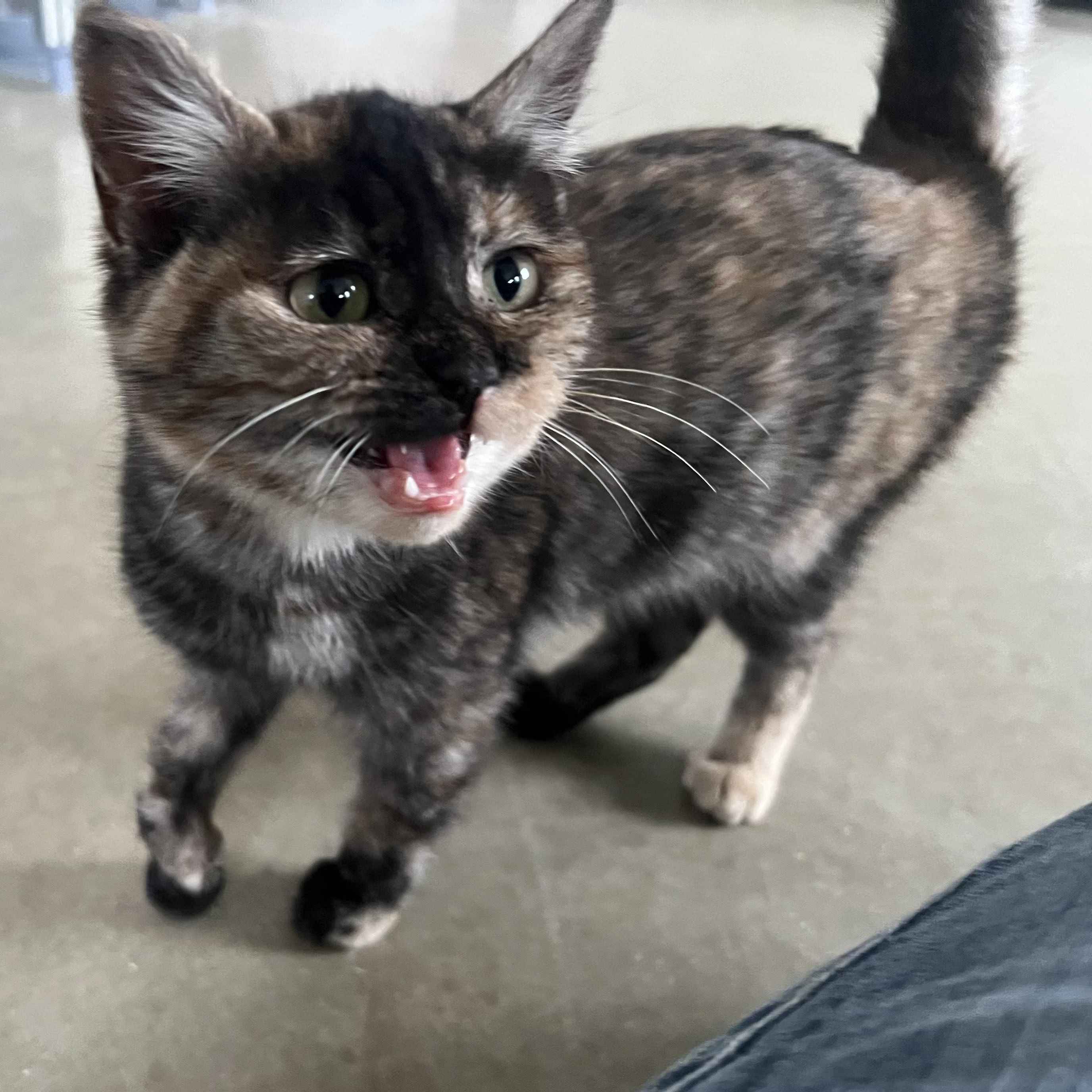 Enlarge Clio, a ADOPTABLE Domestic Short Hair in Bonners Ferry, ID image 3/4