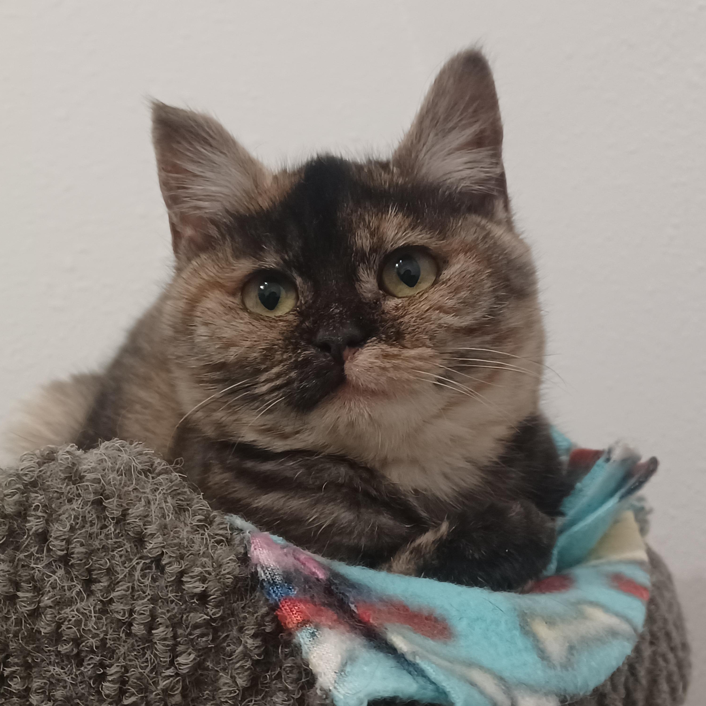Enlarge Clio, a ADOPTABLE Domestic Short Hair in Bonners Ferry, ID image 1/4