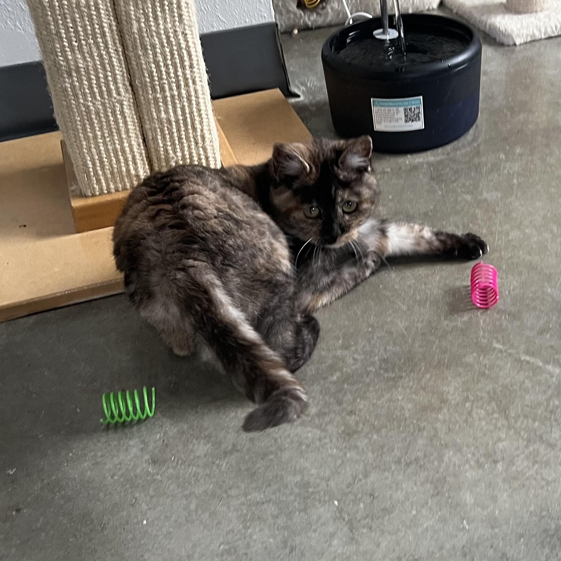 Enlarge Clio, a ADOPTABLE Domestic Short Hair in Bonners Ferry, ID image 2/4