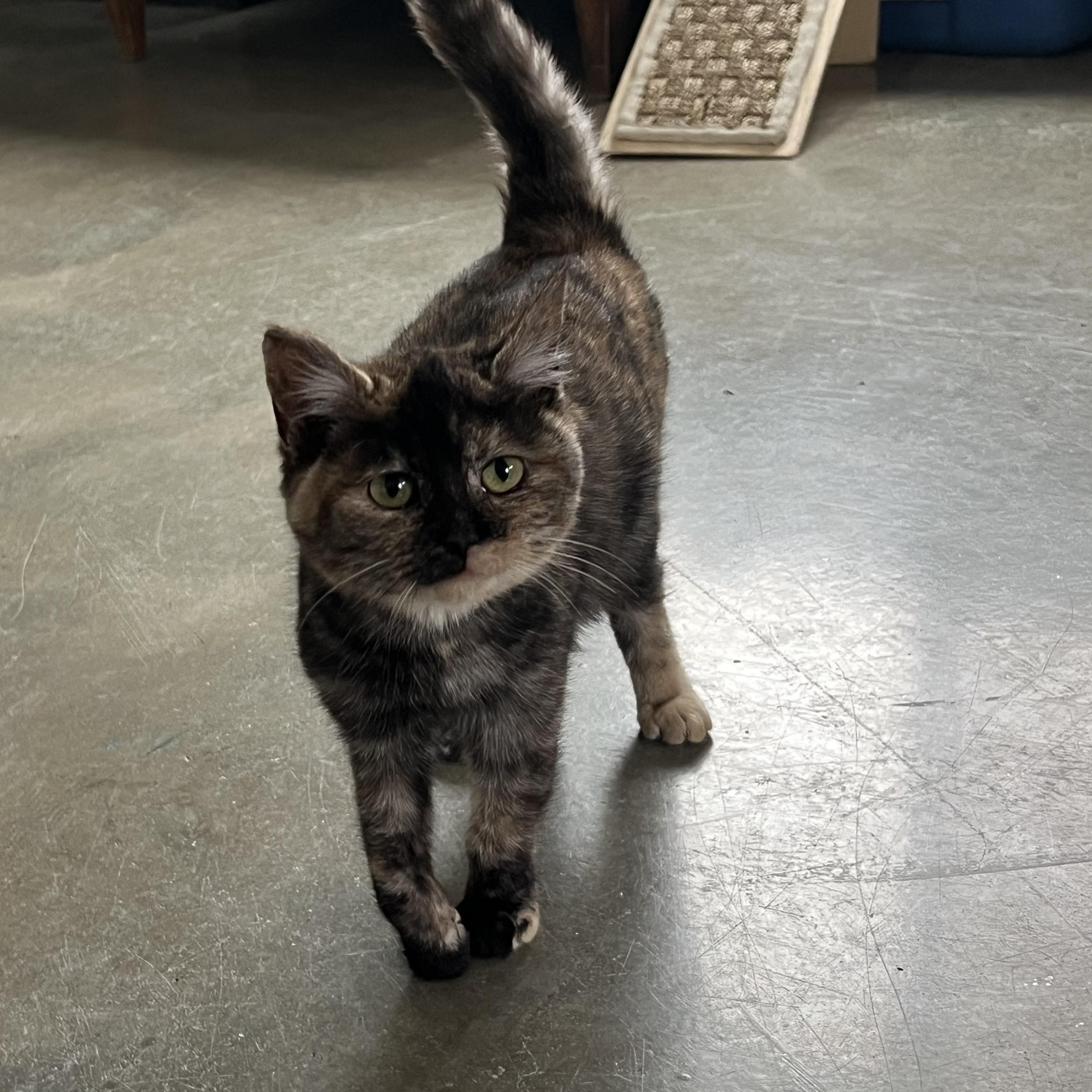Enlarge Clio, a ADOPTABLE Domestic Short Hair in Bonners Ferry, ID image 4/4