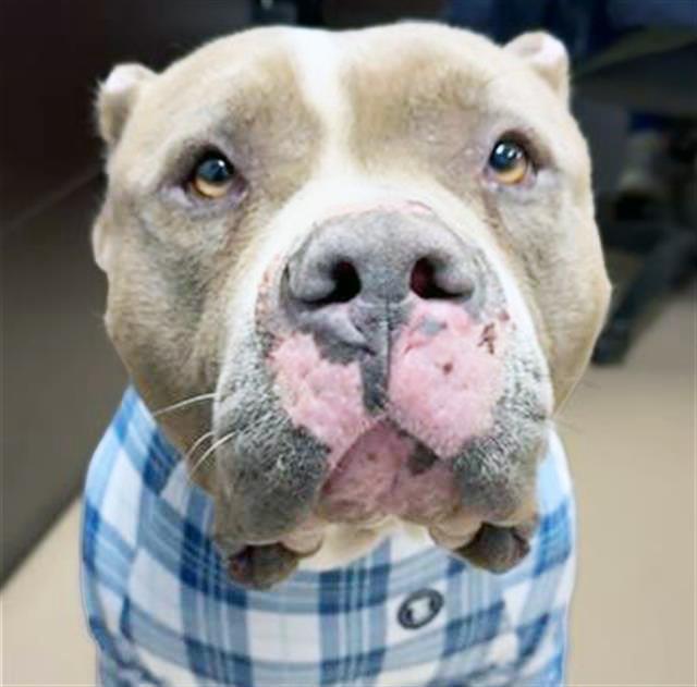 Andre, adopted, Adult Male Mixed Breed.