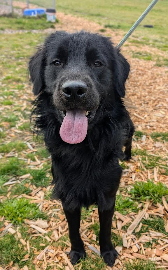 MacGyver, an adoptable Mixed Breed in Bellingham, WA, 98226 | Photo Image 1