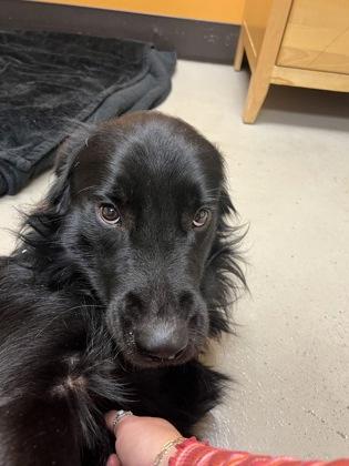 MacGyver, an adoptable Mixed Breed in Bellingham, WA, 98226 | Photo Image 3