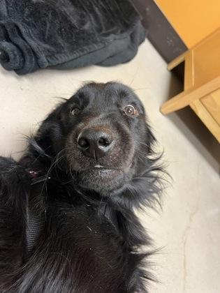 MacGyver, an adoptable Mixed Breed in Bellingham, WA, 98226 | Photo Image 4