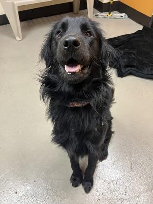 MacGyver, an adoptable Mixed Breed in Bellingham, WA, 98226 | Photo Image 2