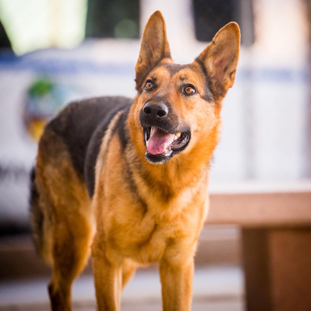 Sasha, Adoptable, Adult Female German Shepherd Dog.