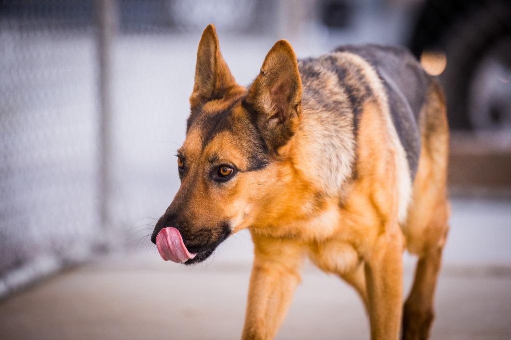 Enlarge Sasha, a Adoptable German Shepherd Dog in Twentynine Palms, CA image 2/6