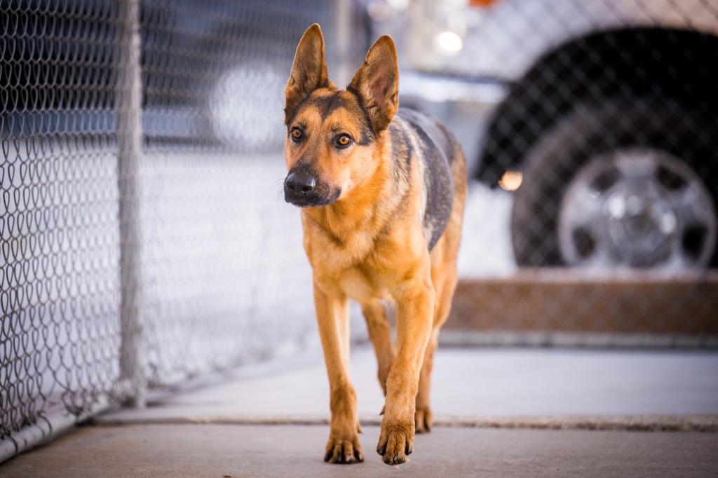 Enlarge Sasha, a Adoptable German Shepherd Dog in Twentynine Palms, CA image 5/6