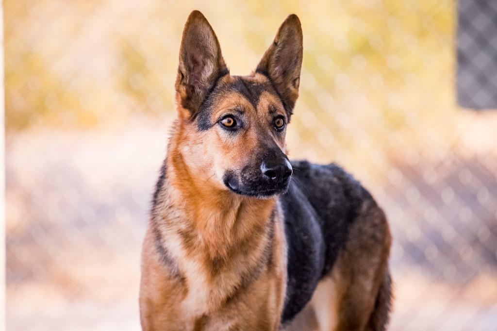 Enlarge Sasha, a Adoptable German Shepherd Dog in Twentynine Palms, CA image 6/6